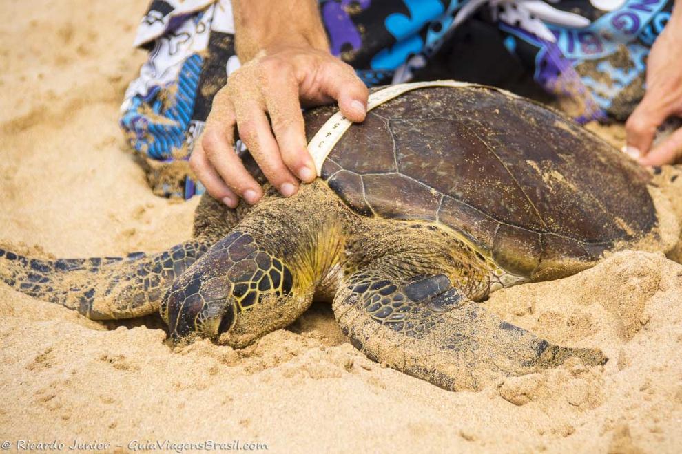 Imagem de uma tartaruga sendo medida nas areias da Praia do Porto de Santo Antonio em Noronha.